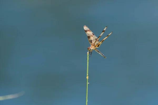 Beautiful Orange Brown Halloween Pennant Dragonfly Perched Stick Its Translucent — Stock Photo, Image