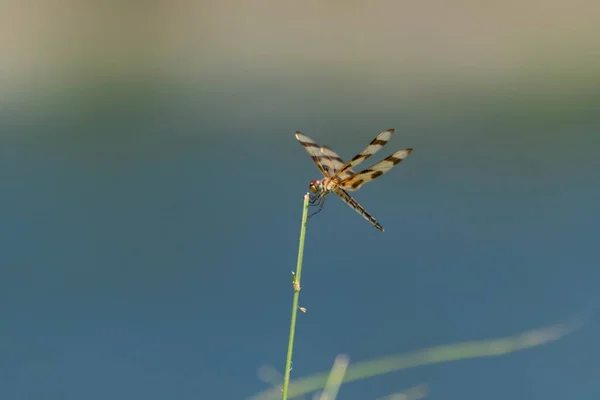 一只美丽的万圣节粉红蜻蜓栖息在绿枝上 岸边有池塘和绿草 背景模糊不清 — 图库照片