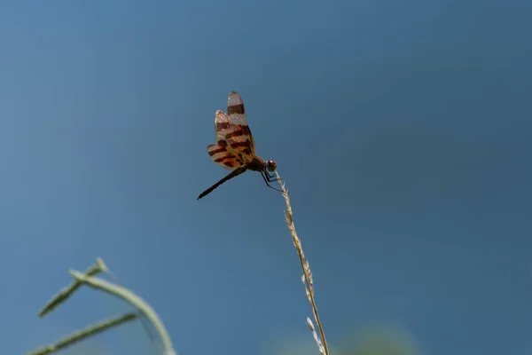 Profile Beautiful Orange Brown Halloween Pennant Dragonfly Blue Background Created — Stock Photo, Image