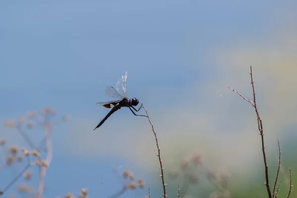 Μια Σέλα Skimmer Dragonfly Ένα Κατεστραμμένο Φτερό Προσκόλληση Ένα Ραβδί — Φωτογραφία Αρχείου