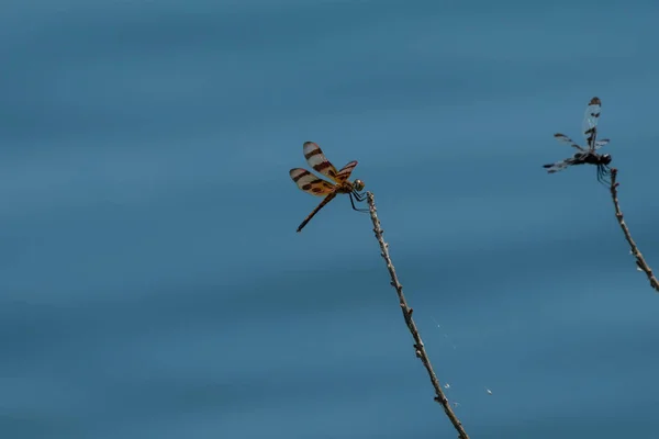 背景に別の棒にしがみつくペンダントトンボと池によって棒に突かれたハロウィーンのペナントトンボ — ストック写真