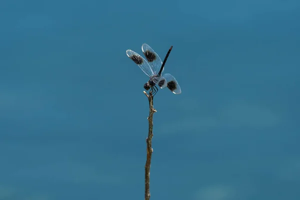 Eine Vierfleckige Pennant Libelle Thront Auf Einem Stock Hintergrund Das — Stockfoto