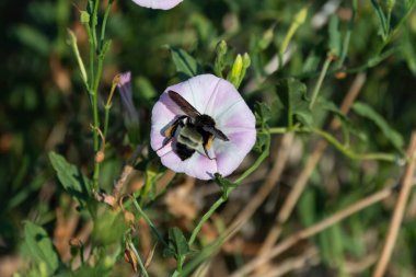 Büyük siyah ve sarı bir yaban arısı, güneşli bir yaz sabahı çiçekten polenleri toplarken pembe bir düğme çiçeğini kirletiyor..