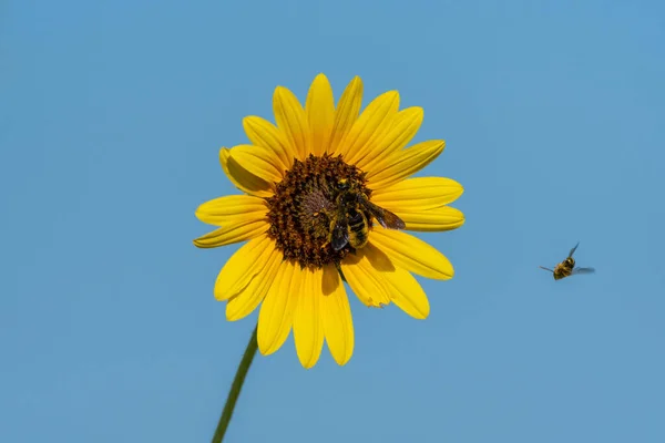 A Carpenter Bee with its body and legs covered in yellow pollen as it pollinates a large Sunflower blooming on a sunny, Summer morning.