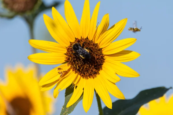 Large Black Yellow Bumblebee Pollenating Sunflower Bloom Gathers Pollen Flower — Stock Photo, Image
