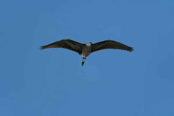 一只幼小的蓝鹭在蓝蓝的天空中飞翔 — 图库照片