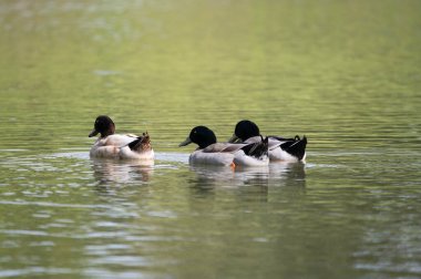 Üçlü Mallard Ördekleri, kuyruk tüyleri havada uzak sahildeki çimenlerin yansımasından yeşil bir göletin sularında yüzerken..