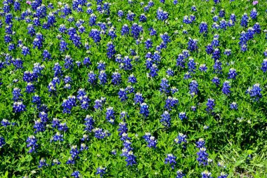 A field covered in green grass and a blanket of blooming Bluebonnet flowers on a sunny, Spring day in Texas. clipart