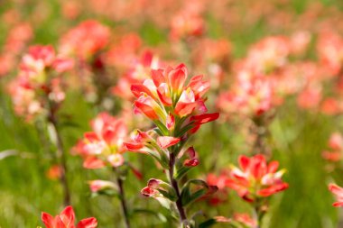 Closeup of a bright red, Indian Paintbrush flower blooming in a field with a blurry background of green grass in a meadow blanketed in more flowers. clipart