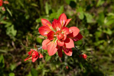 Overhead view of a beautiful, Indian Paintbrush flower in full bloom showing its bright red petals against the dark green grass and leaves surrounding it. clipart