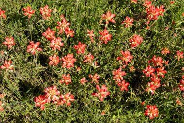 A bright patch of beautiful, red Indian Paintbrush flowers growing in a field on a sunny, Spring morning. clipart