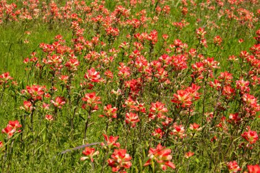 A bright patch of beautiful, red Indian Paintbrush flowers growing in a field on a sunny, Spring morning. clipart