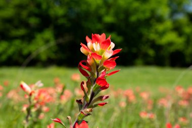 Closeup of a bright red, Indian Paintbrush flower blooming in a field with a blurry background of green grass in a meadow blanketed in more flowers. clipart