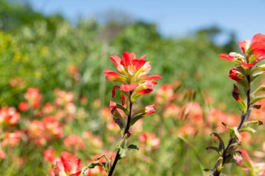 Parlak kırmızı, Kızılderili Boya Fırçası çiçeğinin yakın plan yeşil çimlerin bulanık arkaplanının daha fazla çiçekle örtülü olduğu bir tarlada çiçek açması..