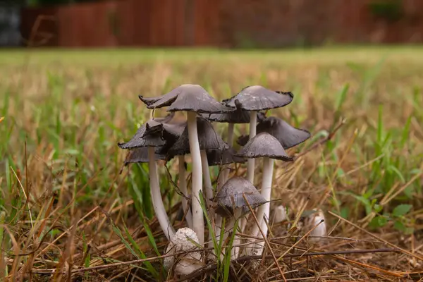 stock image A cluster of Common Ink Cap, or Inky Cap, mushrooms growing in the grass of a back yard after a spring rain with a wooden fence in the blurry background.