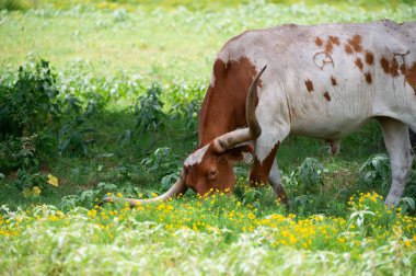 Yeşil çimlerde otlayan turuncu benekli beyaz bir Longhorn boğası ve bir çiftlikte yetişen sarı çiçekler..