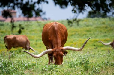 Uzun, kıvrımlı boynuzları olan, yeşil çimlerde otlayan turuncu bir uzun boynuzlu boğa ve bir çayırda sarı çiçekler..