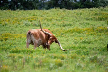 Uzun, kıvrımlı boynuzlu turuncu bir boğa yeşil otlar ve sarı çiçeklerle dolu bir çayırda dikilirken bir kaşıntıyı kaşımak için geriye uzanıyor..