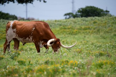 Uzun, kıvrımlı boynuzları olan turuncu ve beyaz bir boğa. Sarı çiçeklerle dolu yeşil otların üzerinde otluyor..