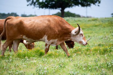 Uzun, kıvrımlı boynuzları olan uzun boynuzlu sığırlar sıcak bir yaz öğleden sonrasında çimenli, sarı çiçeklerle dolu bir çayırda yürüyorlar..