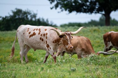 Turuncu, kahverengi ve beyaz Longhorn sığır sürüsü otlayan bir çiftlik otlağında, çimenlerde açan parlak, sarı çiçekler.