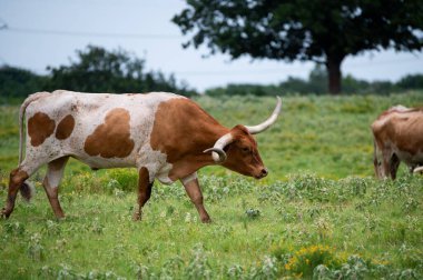 Uzun, kıvrımlı boynuzları olan uzun boynuzlu sığırlar sıcak bir yaz öğleden sonrasında çimenli, sarı çiçeklerle dolu bir çayırda yürüyorlar..