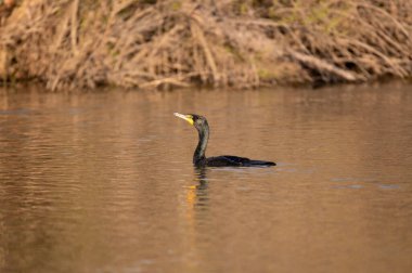 A Double-crested Cormorant, or Snake-Bird, swimming near the shore of a pond in the golden sunlight just after sunrise on a winter morning.