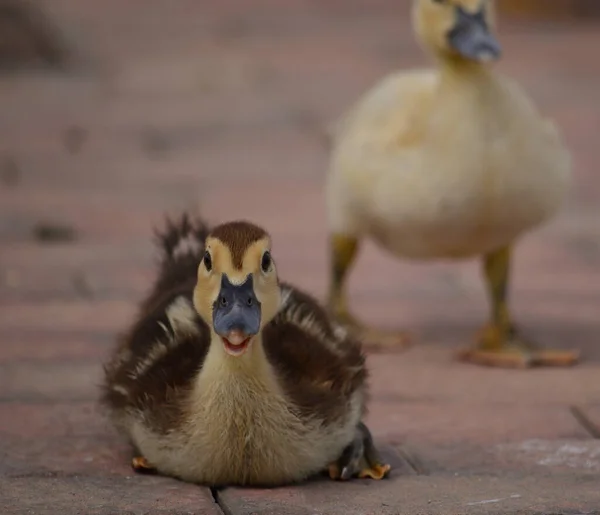 Little Baby Duck Sitting Foreground One Out Focus — Stock Photo, Image