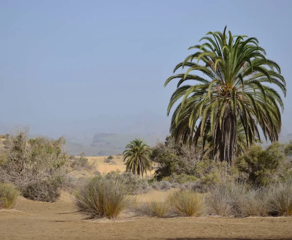 Krajina Dun Pestrá Vegetace Palem Maspalomy Gran Canaria Kanárské Ostrovy — Stock fotografie