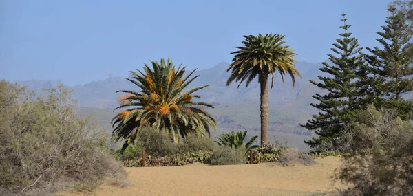 Dunová Krajina Pestrou Vegetací Maspalomy Jižně Gran Canaria Kanárské Ostrovy — Stock fotografie