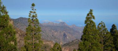 Önünde çamlar olan dağların manzarası, Büyük Kanarya Adaları, Kanarya Adaları