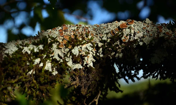 Tree branch in foreground covered by a group of lichens