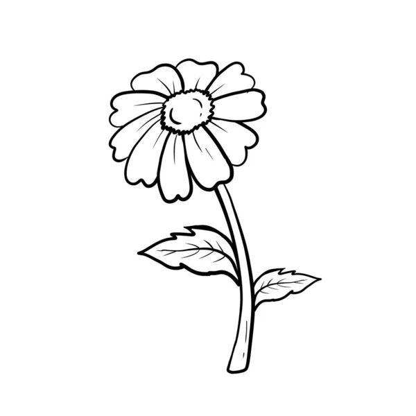 Jeden Ręcznie Narysowany Wspólny Stokrotka Kwiat Białym Tle — Wektor stockowy