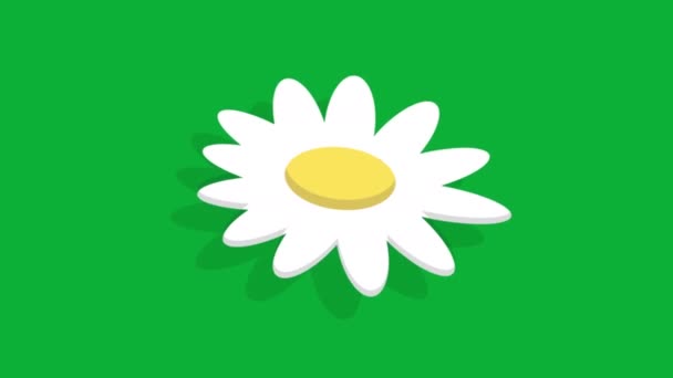 Daisy Flower Background Animation — Stock Video