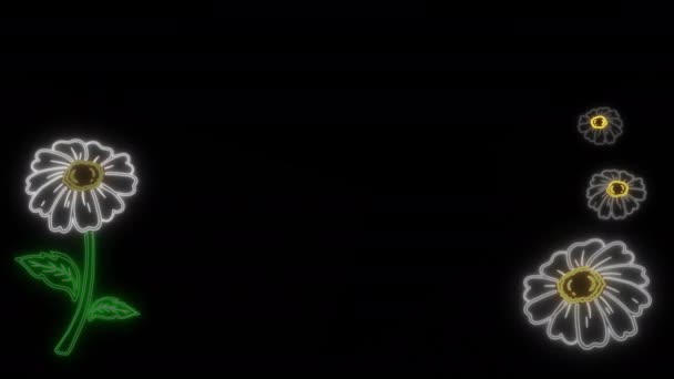 4K闪烁着霓虹灯的菊花框架模板 创意运动平面设计元素 植物学概念动画 白色照亮的菊花 背景为黑色 — 图库视频影像
