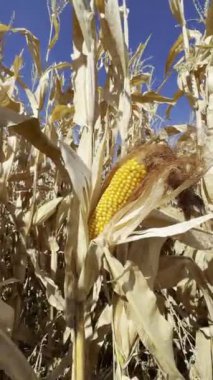 Mısır koçanı tarlasını kapatın. 