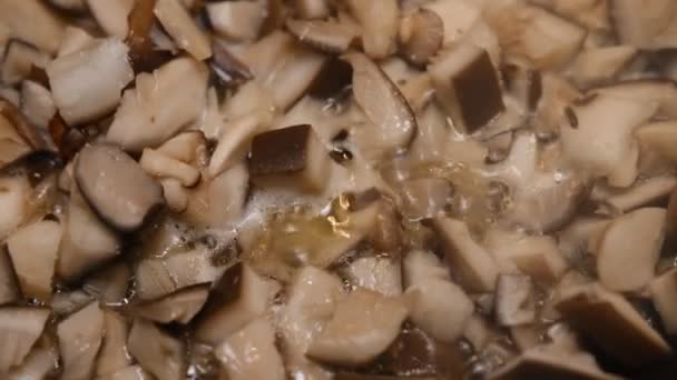 Ostron Svamp Pleurotus Ostreatus Nära Matlagning Stekpannan Med Kokande Juice — Stockvideo