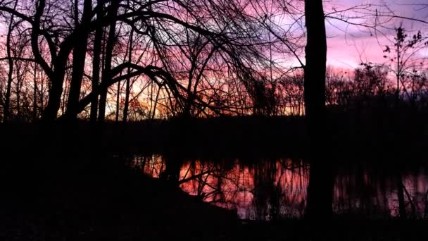 Клятий Захід Сонця Гілках Дерева Червоне Небо Заходу Сонця Кривавий — стокове відео