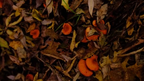 假龙舌兰 Hygrophoropsis Aurantiaca 的橙色至橙色的蘑菇帽的顶部视图和特写 — 图库视频影像
