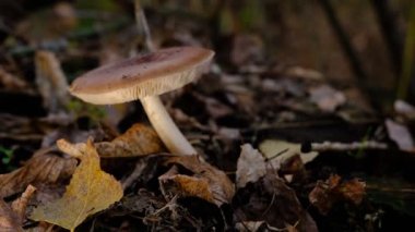 Geyik mantarı Pluteus cervinus bir huş ağacının gövdesinde ağaçların arasında..