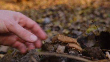 Yenilebilir orman mantarı Armillaria mellea yaygın olarak bal mantarı olarak bilinir. Mantar toplama. Bir bazidiyomicete mantarı. Armillaria sinapina türünde. Yakın plan el mantarı..