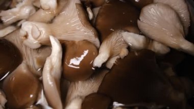 Pişirmeden önce suya batırılmış taze kahverengi istiridye mantarlarının üst görüntüsü..