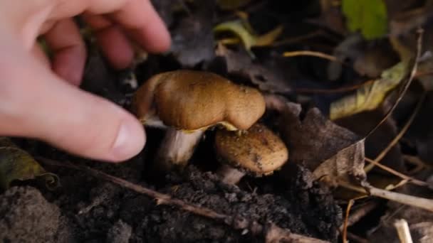 Edible Forest Mushroom Armillaria Mellea Commonly Known Honey Fungus Mushroom — Stock Video