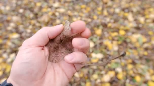秋天叶背上的叶子骨架 — 图库视频影像