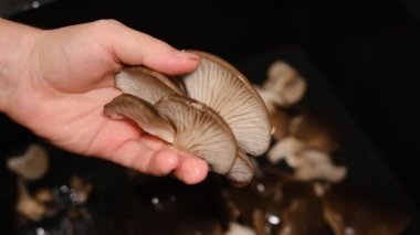 İstiridye mantarları karanlık bir arka planda elleri ile bölünüyor. Mükemmel istiridye mantarı. Beta glukanın kaynağı