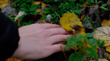 Agaricus sonbahar ormanlarında yaprakların altında mantar topluyor..