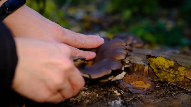 手を拾う死んだ木の底から成長した新鮮なカキのキノコの健康的な外観のクラッチ ナイフで秋の森の中でキノコを手に取る — ストック動画