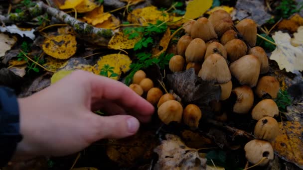 Рука Збирає Гриб Coprinellus Micaceus Група Грибів Лісі Природі Осінньому — стокове відео