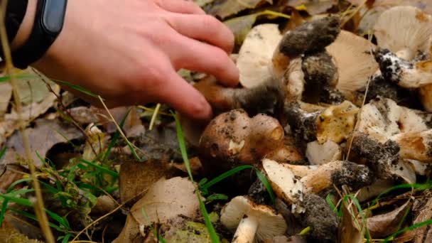 Tricholoma Albobrunneum Champiñones Ucrania Mushroomer Limpieza Manos Recogió Setas Bosque — Vídeos de Stock