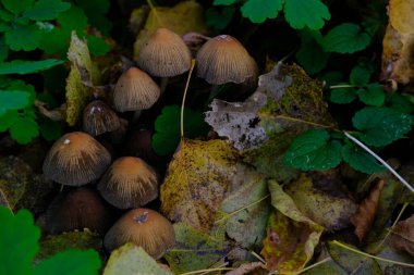 Mantar Coprinellus micaceus. Sonbahar ormanlarında ormanda bir grup mantar..